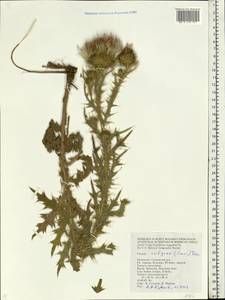 Cirsium vulgare (Savi) Ten., Eastern Europe, Lower Volga region (E9) (Russia)