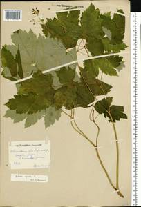 Actaea spicata L., Eastern Europe, Central forest region (E5) (Russia)