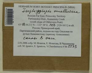 Isopterygiopsis catagonioides (Broth.) Ignatov & Ignatova, Bryophytes, Bryophytes - Russian Far East (excl. Chukotka & Kamchatka) (B20) (Russia)