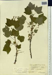 Ribes spicatum subsp. lapponicum Hyl., Siberia, Central Siberia (S3) (Russia)