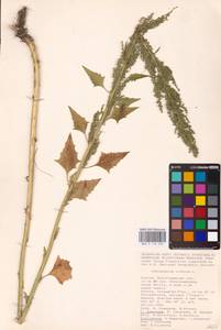 Oxybasis urbica (L.) S. Fuentes, Uotila & Borsch, Eastern Europe, Lower Volga region (E9) (Russia)