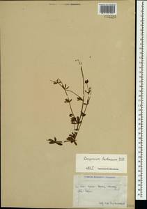 Dorycnium pentaphyllum subsp. herbaceum (Vill.)Rouy, Crimea (KRYM) (Russia)