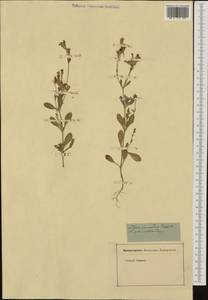 Saponaria ocymoides L., Western Europe (EUR) (Not classified)