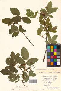 Rosa davurica Pall., Siberia, Russian Far East (S6) (Russia)