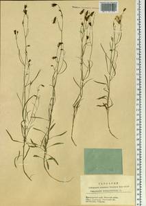 Campanula rotundifolia L., Siberia, Central Siberia (S3) (Russia)