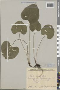 Viola suavis M. Bieb., Eastern Europe, Central forest-and-steppe region (E6) (Russia)