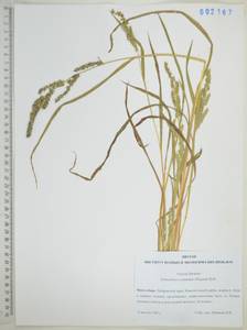 Echinochloa crus-galli subsp. crus-galli, Siberia, Russian Far East (S6) (Russia)