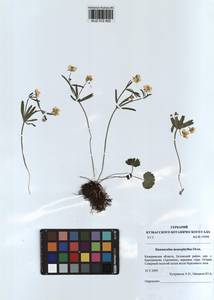 Ranunculus monophyllus Ovcz., Siberia, Altai & Sayany Mountains (S2) (Russia)