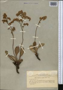 Limonium gmelinii (Willd.) Kuntze, Middle Asia, Northern & Central Kazakhstan (M10) (Kazakhstan)