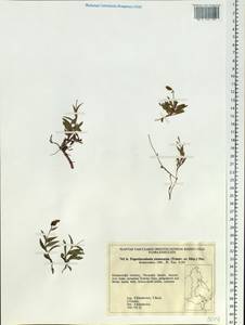 Campanula stenocarpa Trautv. & C.A.Mey., Siberia, Russian Far East (S6) (Russia)