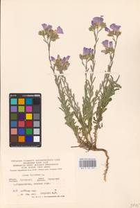 Linum hirsutum L., Eastern Europe, North Ukrainian region (E11) (Ukraine)