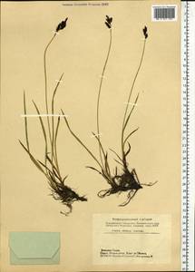 Carex altaica (Gorodkov) V.I.Krecz., Siberia, Altai & Sayany Mountains (S2) (Russia)