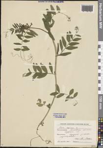 Vicia sepium L., Eastern Europe, Moscow region (E4a) (Russia)