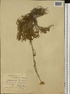 Archanthemis trotzkiana (Claus ex Bunge) Lo Presti & Oberpr., Eastern Europe, Lower Volga region (E9) (Russia)