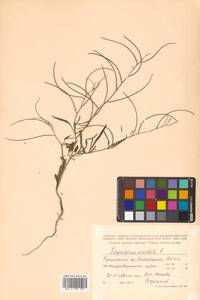 Sisymbrium orientale L., Siberia, Russian Far East (S6) (Russia)