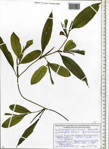 Potamogeton lucens L., Eastern Europe, Belarus (E3a) (Belarus)