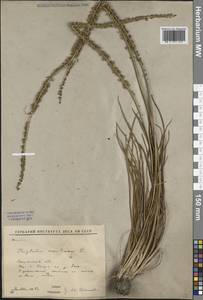 Triglochin maritima L., Siberia, Baikal & Transbaikal region (S4) (Russia)
