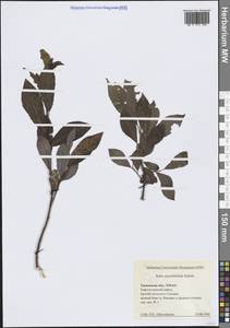 Salix myrsinifolia Salisb., Siberia, Western Siberia (S1) (Russia)