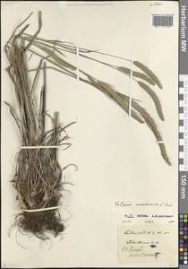 Phleum montanum K.Koch, Caucasus, North Ossetia, Ingushetia & Chechnya (K1c) (Russia)