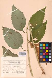 Campanula latifolia L., Eastern Europe, Central region (E4) (Russia)