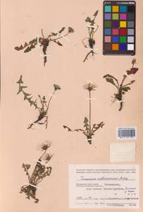 Taraxacum erythrospermum Andrz. ex Besser, Siberia, Russian Far East (S6) (Russia)