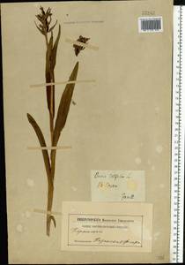 Dactylorhiza incarnata (L.) Soó, Eastern Europe, Middle Volga region (E8) (Russia)