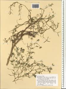 Lotus brunneri Webb, Africa (AFR) (Cape Verde)