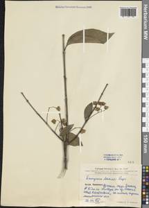 Euonymus maackii Rupr., South Asia, South Asia (Asia outside ex-Soviet states and Mongolia) (ASIA) (China)