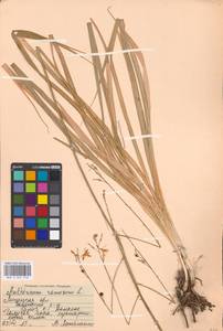 Anthericum ramosum L., Eastern Europe, Central forest-and-steppe region (E6) (Russia)