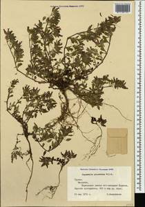 Saponaria prostrata subsp. prostrata, Caucasus, Georgia (K4) (Georgia)