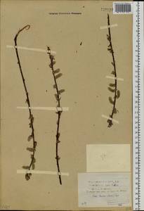 Salix schwerinii E. L. Wolf, Siberia, Baikal & Transbaikal region (S4) (Russia)