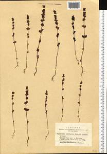 Euphrasia ×vernalis List, Siberia, Altai & Sayany Mountains (S2) (Russia)