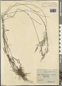 Poa nemoralis L., Caucasus, North Ossetia, Ingushetia & Chechnya (K1c) (Russia)