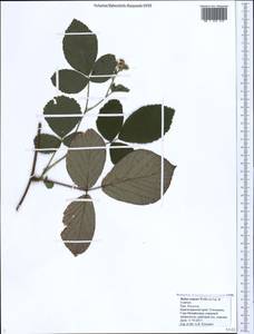 Rubus serpens Weihe ex Lej. & Courtois, Caucasus, Black Sea Shore (from Novorossiysk to Adler) (K3) (Russia)