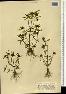 Bidens radiata Thuill., Mongolia (MONG) (Mongolia)