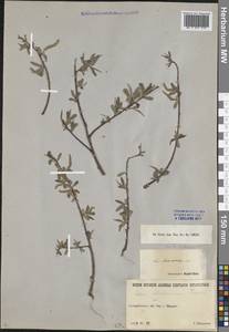 Salix capusii Franch., Middle Asia, Northern & Central Tian Shan (M4) (Kazakhstan)