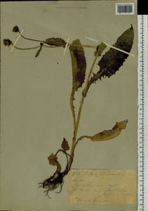 Crepis sibirica L., Siberia, Western (Kazakhstan) Altai Mountains (S2a) (Kazakhstan)