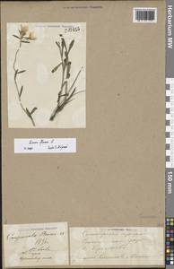 Linum tauricum Willd., Eastern Europe, Middle Volga region (E8) (Russia)