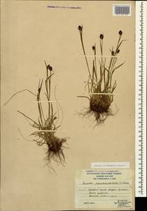 Luzula stenophylla Steud., Caucasus, South Ossetia (K4b) (South Ossetia)