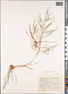 Asparagus officinalis L., Eastern Europe, South Ukrainian region (E12) (Ukraine)