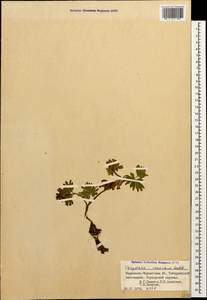 Corydalis conorhiza Ledeb., Caucasus, Stavropol Krai, Karachay-Cherkessia & Kabardino-Balkaria (K1b) (Russia)