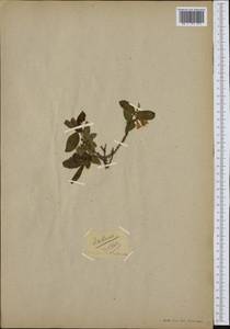 Lonicera caerulea L., Western Europe (EUR) (Not classified)