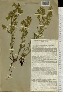 Onosma setosa subsp. transrhymnense (Klokov ex Popov) Kamelin, Siberia, Altai & Sayany Mountains (S2) (Russia)