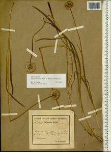 Allium splendens Willd. ex Schult. & Schult.f., Siberia, Central Siberia (S3) (Russia)