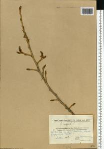 Populus nigra L., Eastern Europe, North Ukrainian region (E11) (Ukraine)
