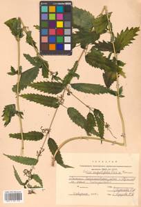 Urtica dioica var. holosericea Fr., Siberia, Russian Far East (S6) (Russia)