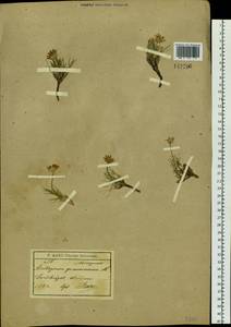 Arctogeron gramineum (L.) DC., Siberia, Baikal & Transbaikal region (S4) (Russia)