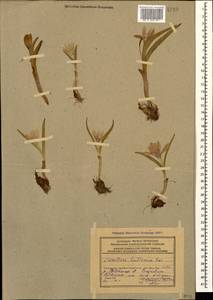 Colchicum raddeanum (Regel) K.Perss., Caucasus, Azerbaijan (K6) (Azerbaijan)