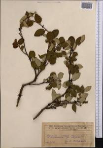 Cotoneaster, Middle Asia, Caspian Ustyurt & Northern Aralia (M8) (Kazakhstan)