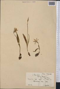Tulipa heterophylla (Regel) Baker, Middle Asia, Northern & Central Tian Shan (M4) (Kyrgyzstan)